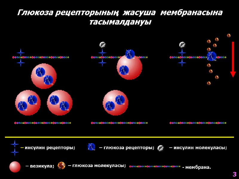 Глюкоза рецепторының  жасуша  мембранасына  тасымалдануы – инсулин рецепторы;   